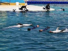 -秦皇岛乐岛海洋王国