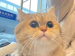 -伟伟宠物医院·瑞派猫友好医院·猫科(光谷店)