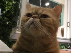 -猫小院猫主题餐厅(三里屯店)