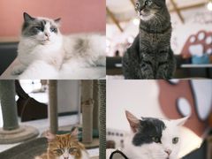 -喵园·猫主题咖啡厅·撸猫·猫咖(国贸店)