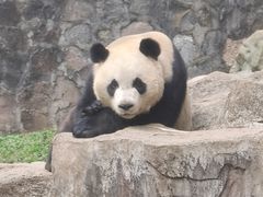 -都江堰中华大熊猫苑