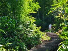 -长沙黑麋峰国家森林公园