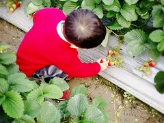 -青浦采草莓天天草莓园