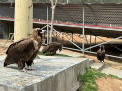 -西霞口神雕山野生动物世界