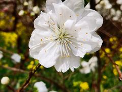 -南汇桃花村