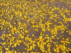 -重庆医科大学附属第一医院(金山院区)