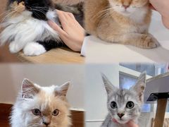 -楼上猫咖(罗湖店)