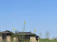 -空港花田景区