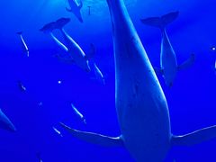 -海合安武汉极地海洋公园