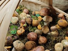 -滇野云南野生菌餐厅(陕西南路店)