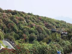 -贵州百里杜鹃风景名胜区