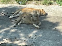 -大连森林动物园