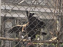 -合肥野生动物园
