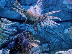 -成都浩海立方海洋公园