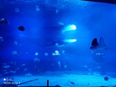 -烟台海昌鲸鲨海洋公园