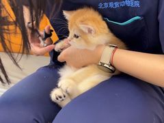 -北京观赏动物医院·24小时大型综合·猫专科·异宠专科