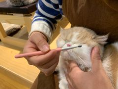 -滚猫咖啡·猫咖·猫友好撸猫(未来城店)