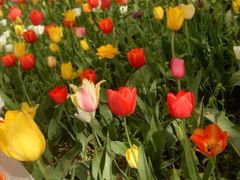 -洛阳郁金香牡丹园