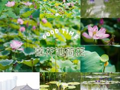 -莲花池公园