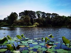 -墨尔本皇家植物园