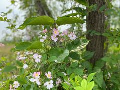 -洋湖国家湿地公园