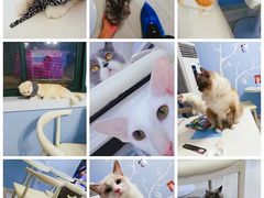 -喵的天空名猫咖啡馆·撸猫·猫舍·用品