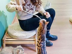 -柯斗斗主题餐厅·狗咖·围炉煮茶·茶饮(国瑞升平里店)