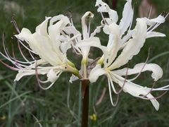 -白塘生态植物园