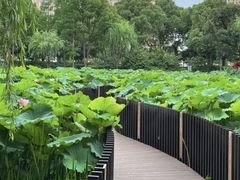 -陈家山荷花公园