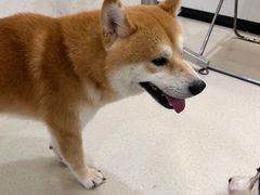 -共舞时光猫咖·狗咖(新街口店)