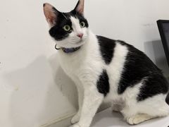 -艾贝尔宠物医院·24H转诊中心·肿瘤猫专科(江宁双龙店)