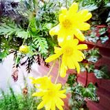定能在草木闲情的光阴里 读四季如诗 寻花开花落
