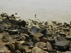 -深圳湾公园(南山区)