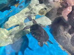 -苏州海洋馆