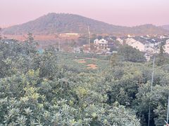 -树山生态村
