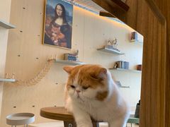-飞行喵MR PILOT|猫舍·猫咖(静安大融城店)