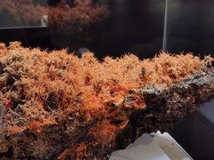 -湖南省地质博物馆