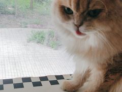 -琪喵猫屋·撸猫猫咖·猫舍