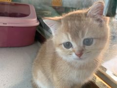 -糯米喵星人总部直营旗舰店·猫舍·幼猫出售
