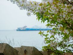 -上海滨江森林公园