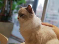 -藏猫猫咖啡主题馆(中央大道店)