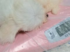 -半岛宠物医院24小时(科华中路店)