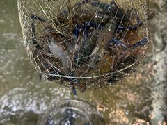 -桃源乐钓虾馆(松岗概念店)