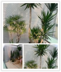 -纯粹医美