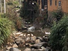 -杨家堂村