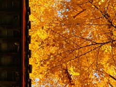 -上海青龙寺