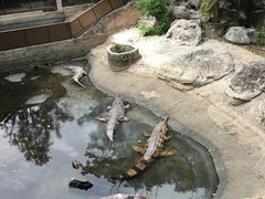 -清迈夜间动物园