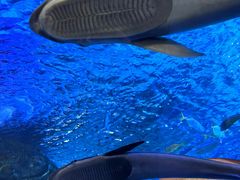 -太平洋海底世界