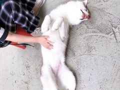-星多哈·狗咖·拼豆·咖啡