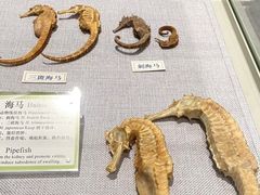 -北京中医药大学-中医药博物馆